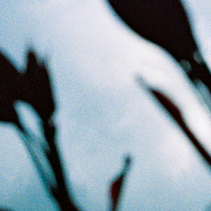 欧美女星安姨内射视频
